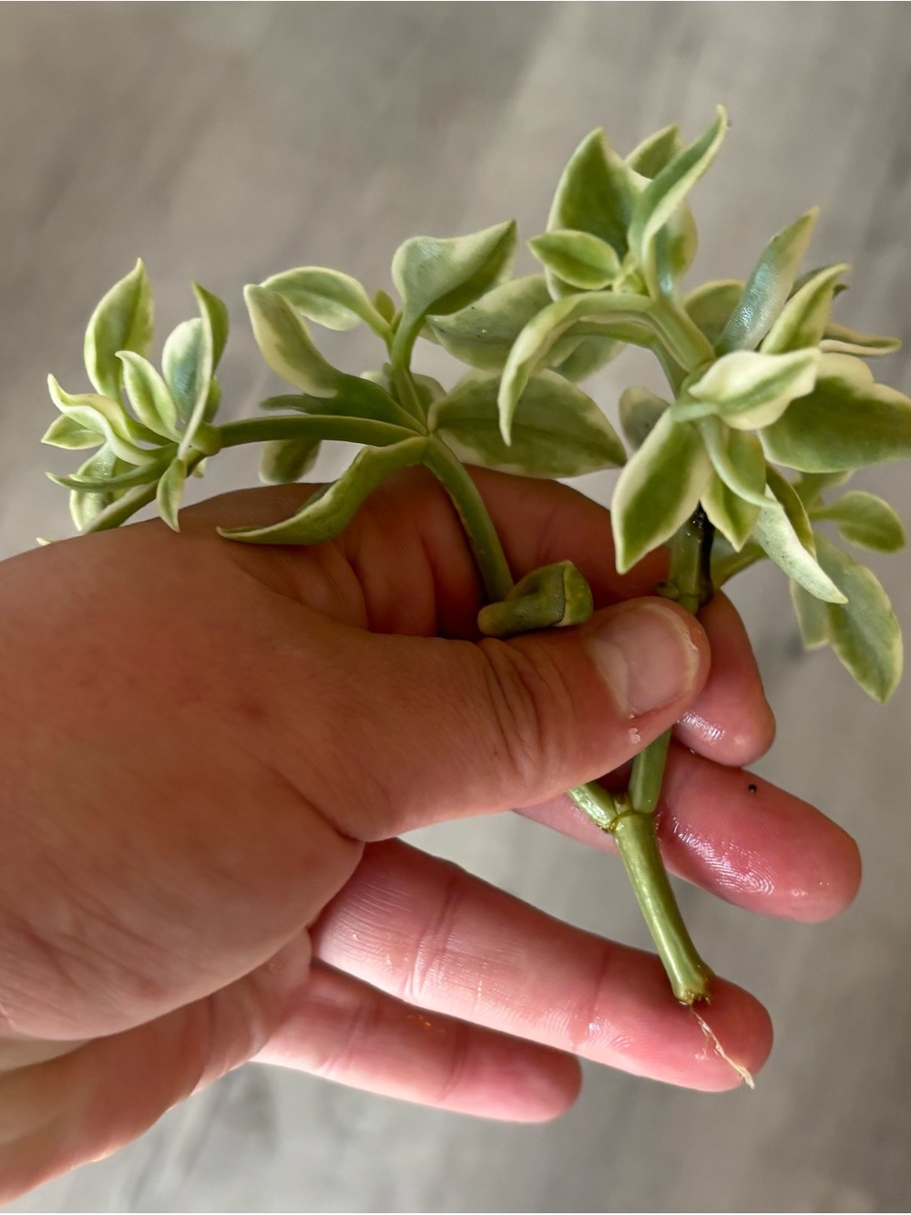 Variegated Sun Rose Plant Cuttings